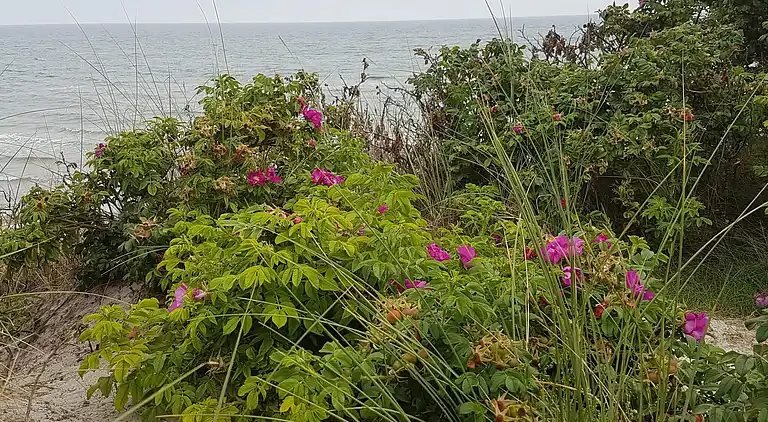 Holiday home in Sæby