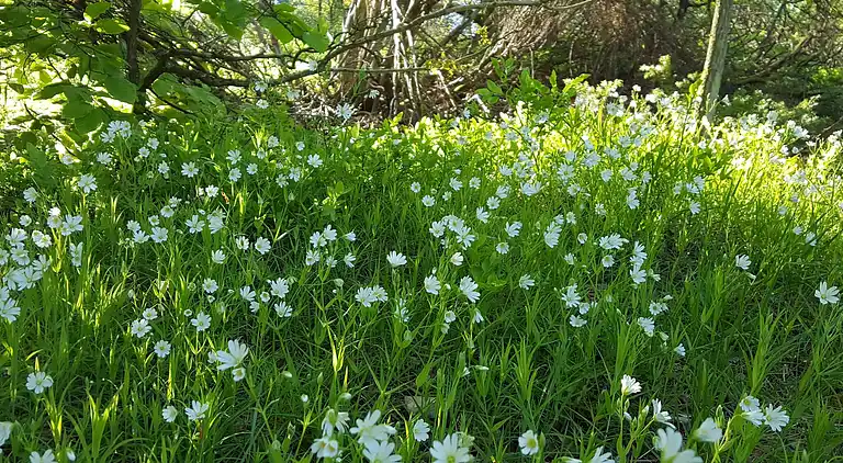 Sommerhus ved Handrup Strand