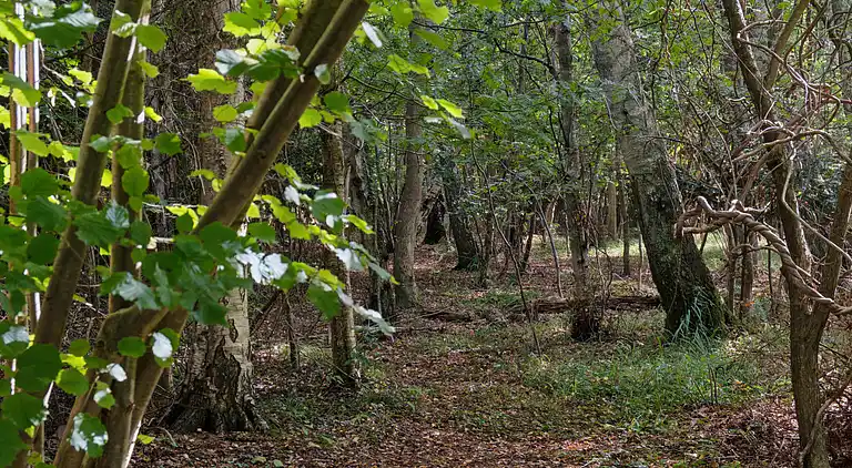 Gemütliches Ferienhaus nahe Dybesø Natur