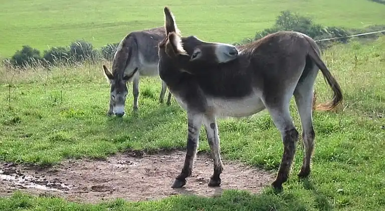 Ferielejlighed i Dingdorf