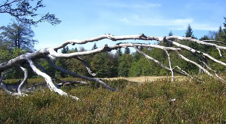 Ferienhaus in Rabenstein