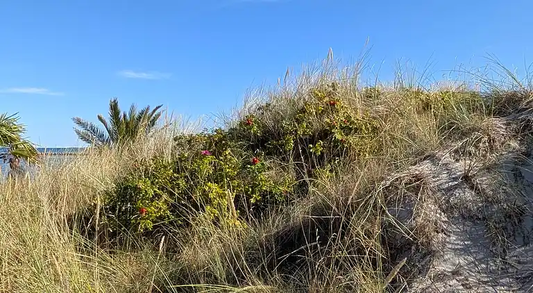 Sommerhus ved Nordstrand