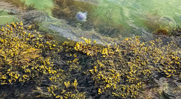 Sommerhus ved Nordstrand