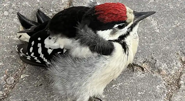 Oplev skøn bugt og natur i smukke Kostræde Banker