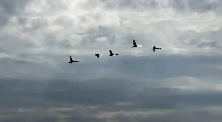 Oplev skøn bugt og natur i smukke Kostræde Banker