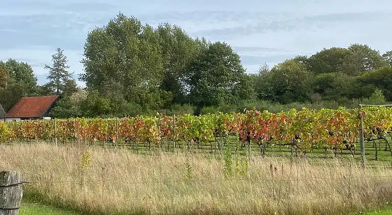 Oplev skøn bugt og natur i smukke Kostræde Banker
