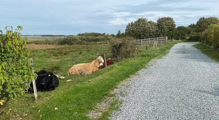 Oplev skøn bugt og natur i smukke Kostræde Banker