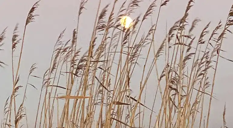Oplev skøn bugt og natur i smukke Kostræde Banker