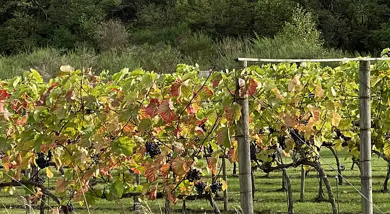 Oplev skøn bugt og natur i smukke Kostræde Banker