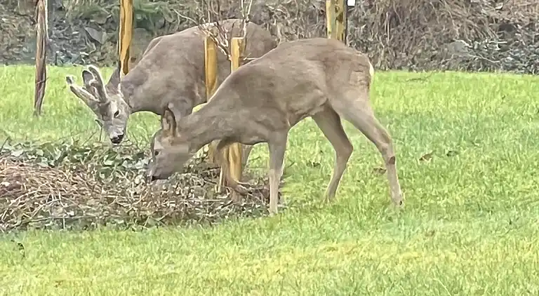 Oplev skøn bugt og natur i smukke Kostræde Banker