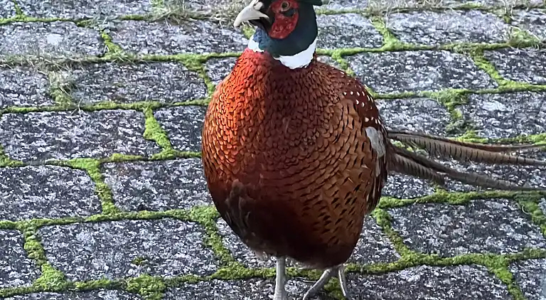 Oplev skøn bugt og natur i smukke Kostræde Banker