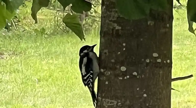 Oplev skøn bugt og natur i smukke Kostræde Banker