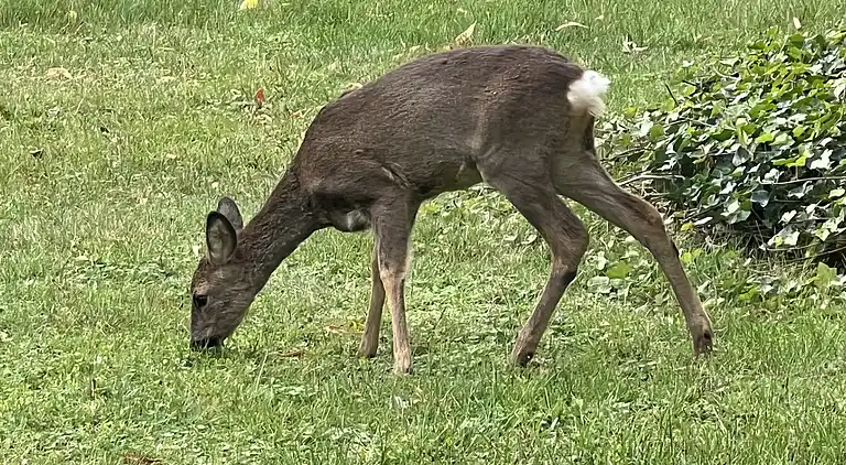 Oplev skøn bugt og natur i smukke Kostræde Banker