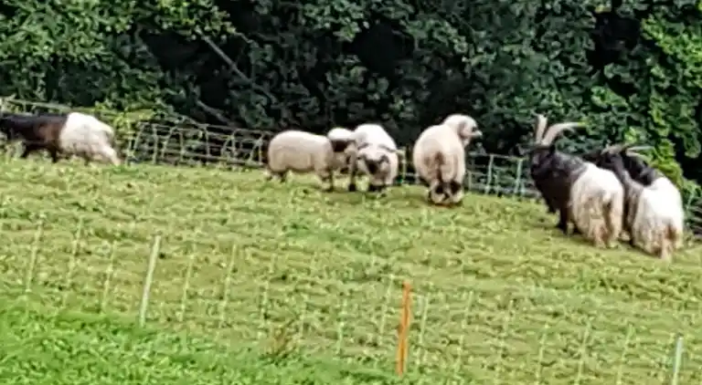 Ferienhaus in Flumserberg Tannenbodenalp