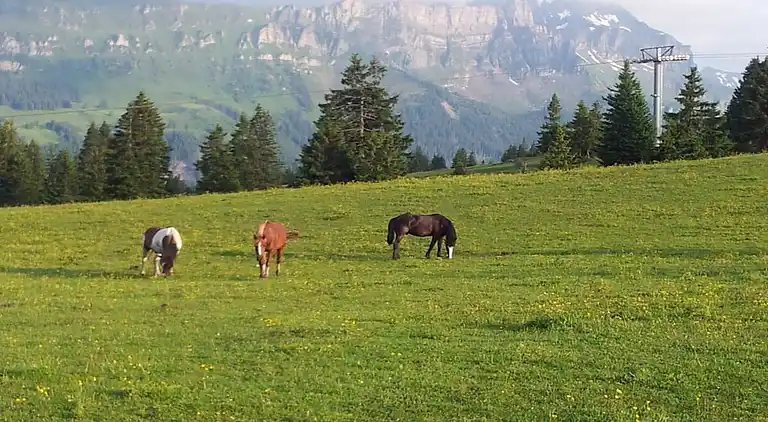 Ferienhaus in Flumserberg Tannenbodenalp