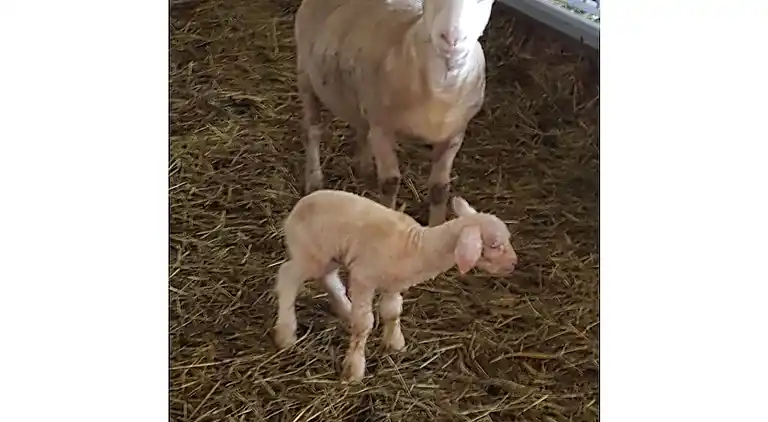 Ferienhaus in Flumserberg Tannenbodenalp