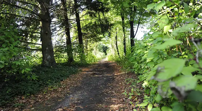 Ferienhaus in Eberbach