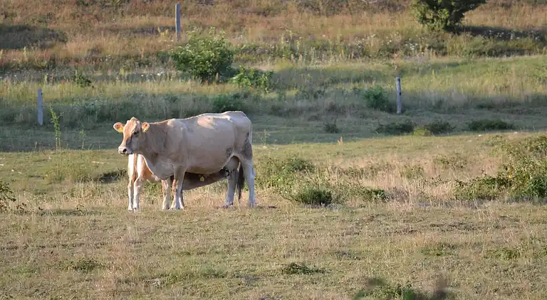 Holiday home in Knebel