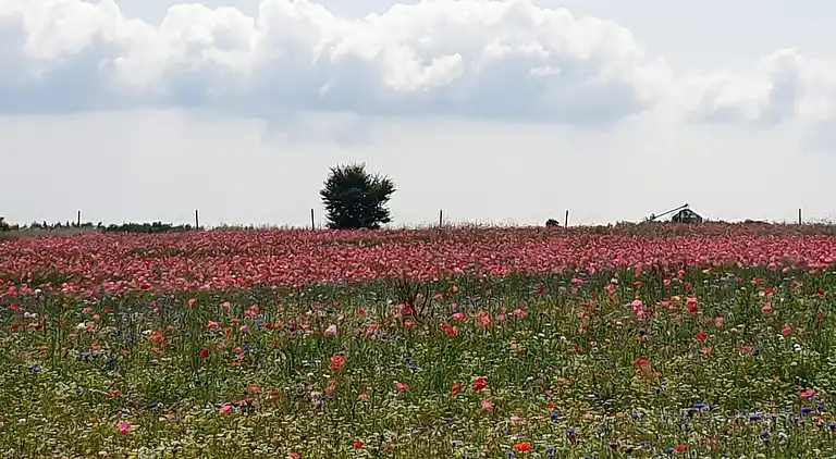 Holiday home in Hejlsminde Strand
