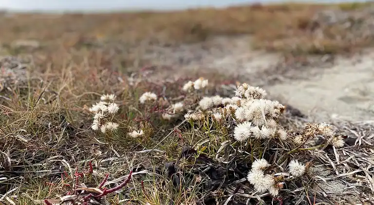 Sommerhus på Læsø