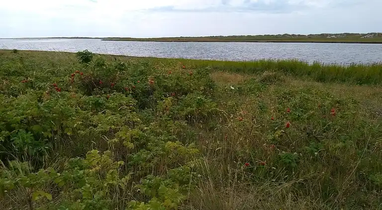 Sommerhus på Læsø