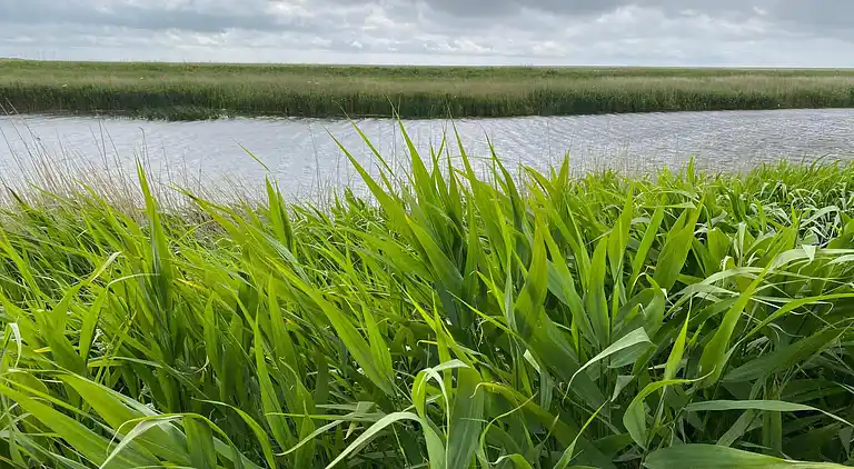 Semesterbostad i Højer