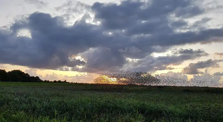 Semesterbostad i Højer