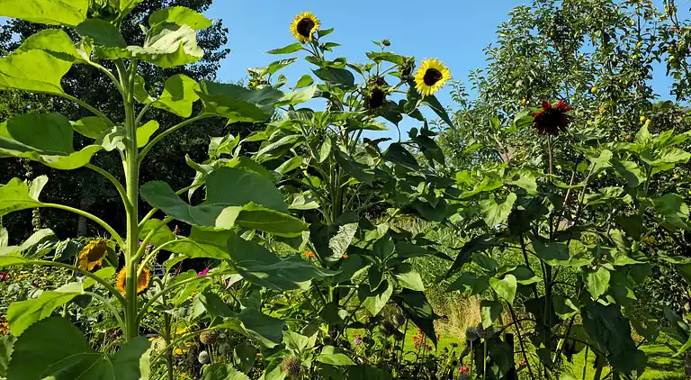 Semesterbostad i Højer