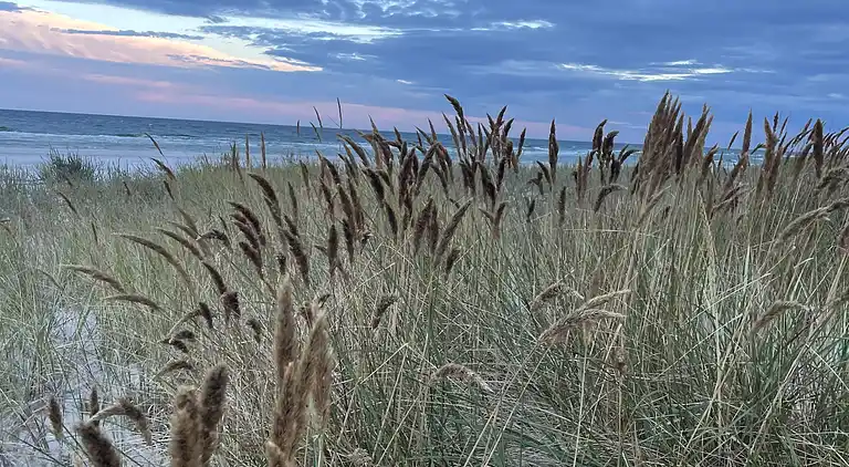 Ferieidyl tæt på skov og Bornholms bedste strand