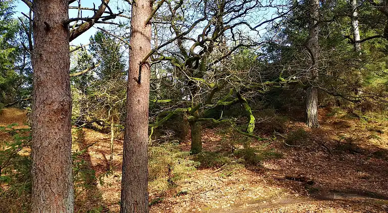 Semesterbostad i Mosevrå