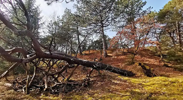 Semesterbostad i Mosevrå