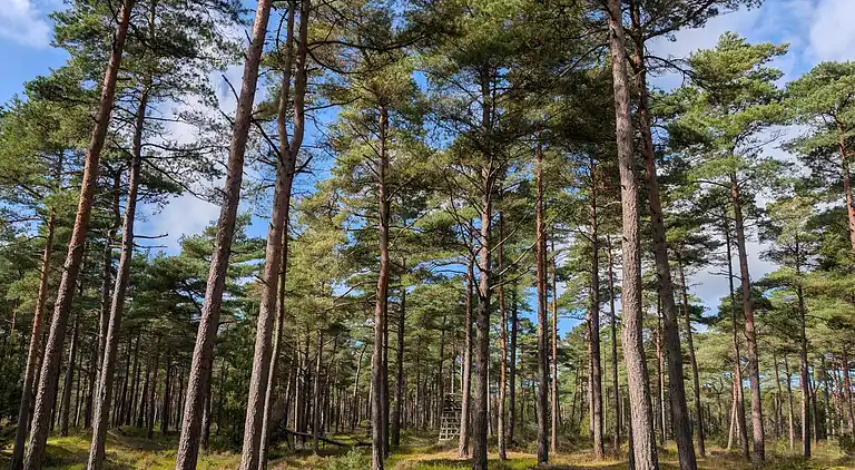 Semesterbostad i Mosevrå