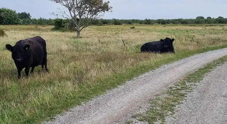 Casa vacanze in Hasmark Strand