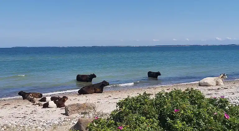 Casa vacanze in Hasmark Strand