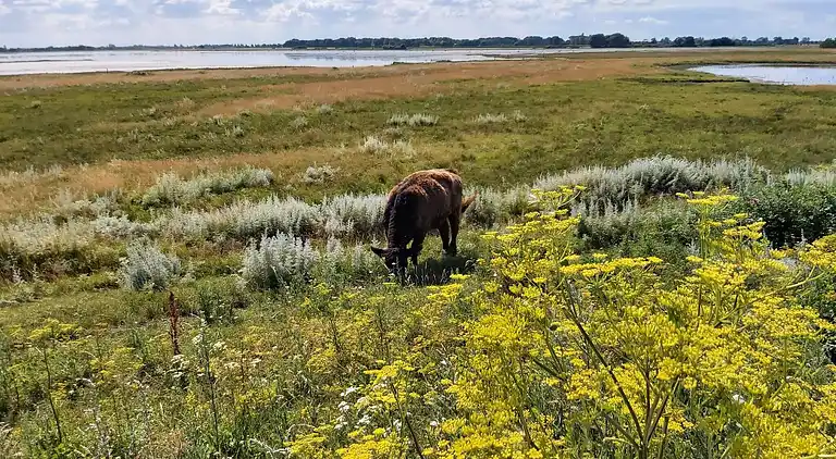 Casa vacanze in Hasmark Strand