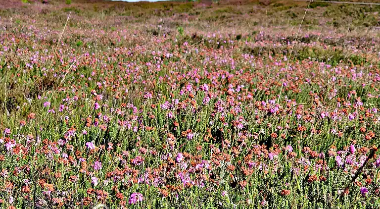 Holiday home in Houstrup