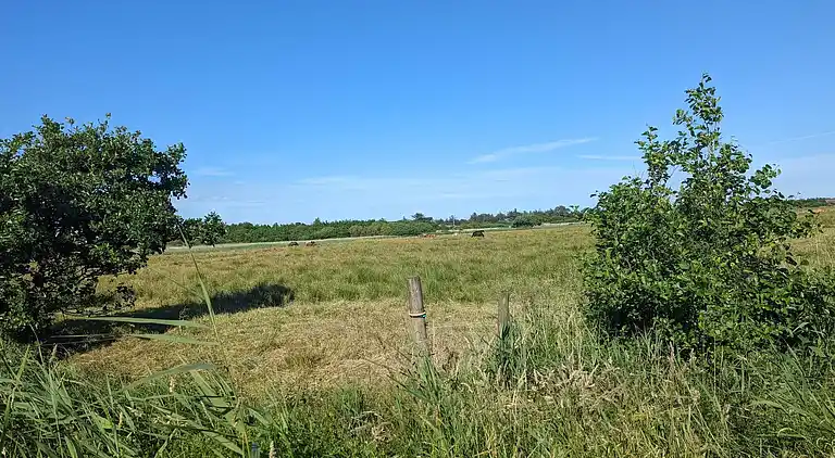 Sommerhus i Blåvand