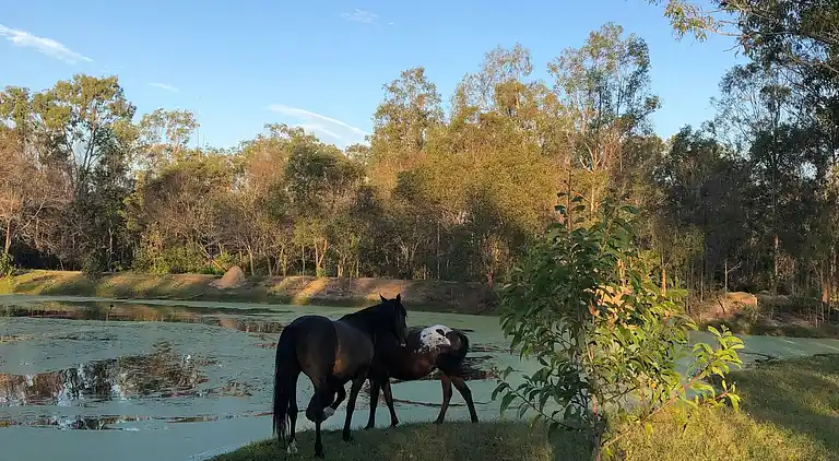 Seehorse Meadows, a Farm Stay in Churchable!