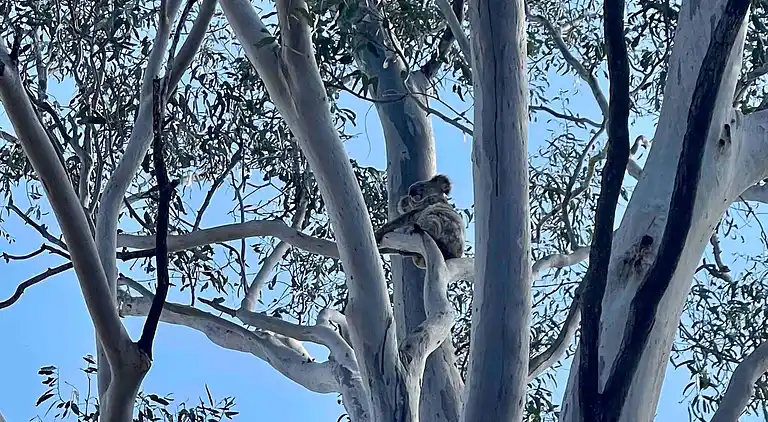 Seehorse Meadows, a Farm Stay in Churchable!