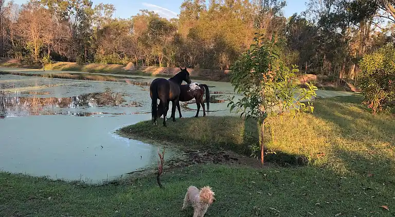 Seehorse Meadows, a Farm Stay in Churchable!