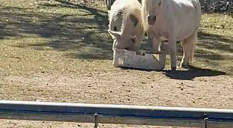 Seehorse Meadows, a Farm Stay in Churchable!