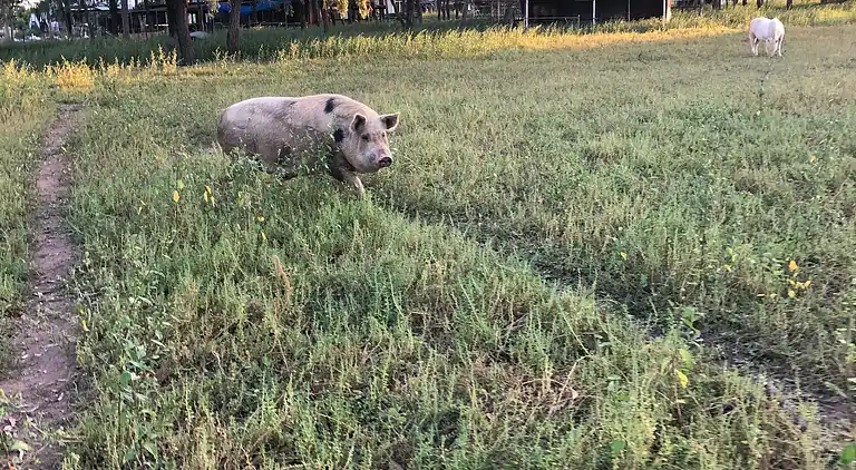 Seehorse Meadows, a Farm Stay in Churchable!