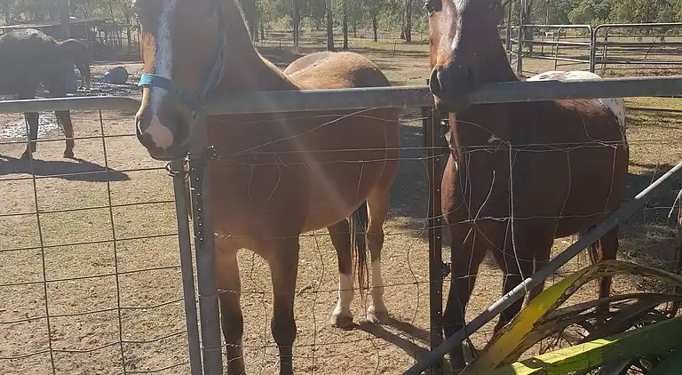 Seehorse Meadows, a Farm Stay in Churchable!