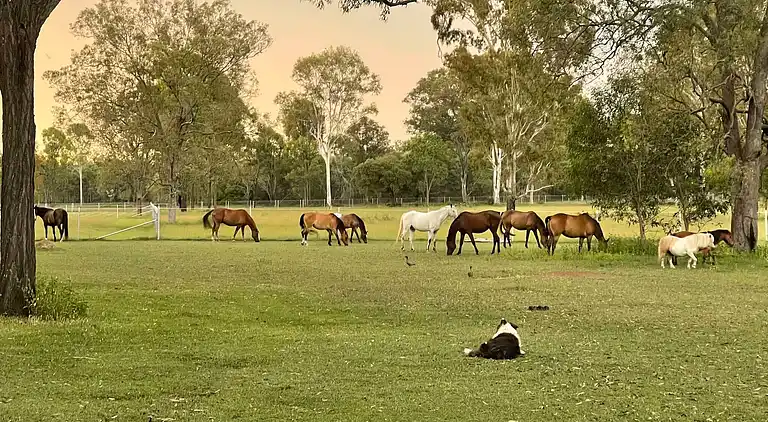 Seehorse Meadows, a Farm Stay in Churchable!