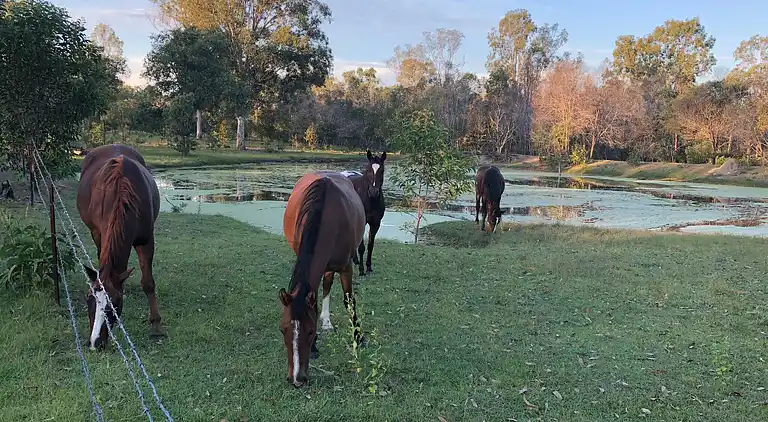 Seehorse Meadows, a Farm Stay in Churchable!