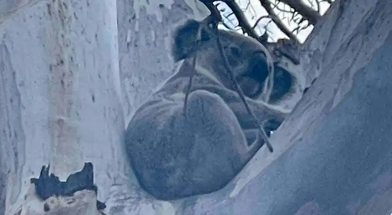 Seehorse Meadows, a Farm Stay in Churchable!