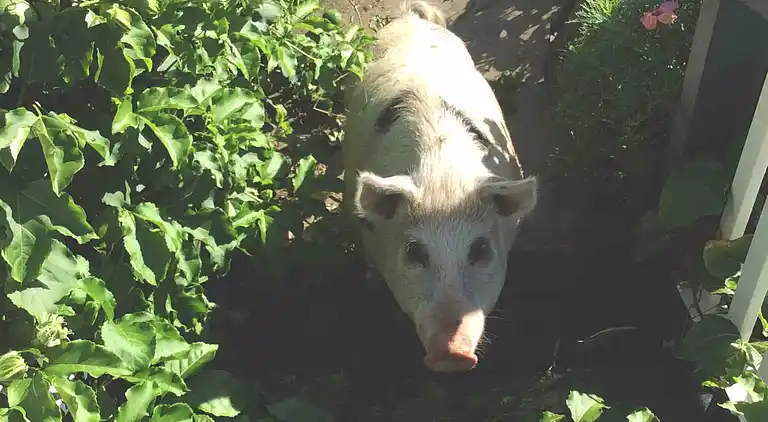 Seehorse Meadows, a Farm Stay in Churchable!