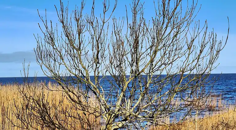 Holiday home in Skaven Strand