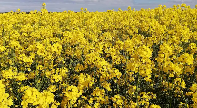 Sommerhus i Ebeltoft