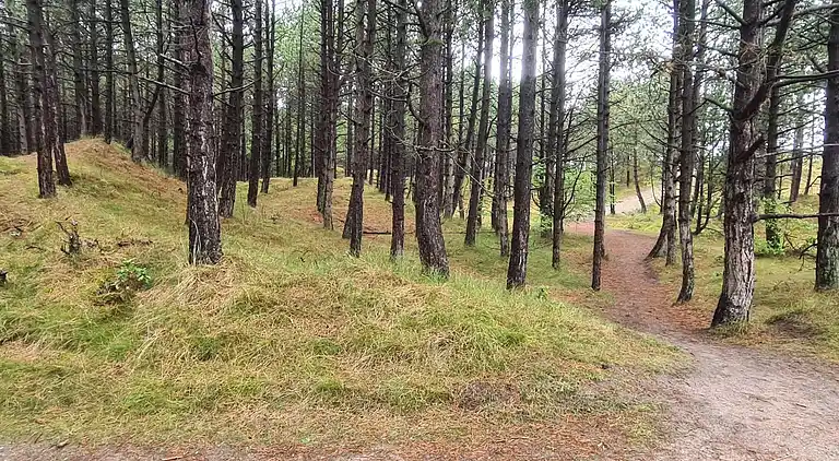 Sommerhus i Kongsmark